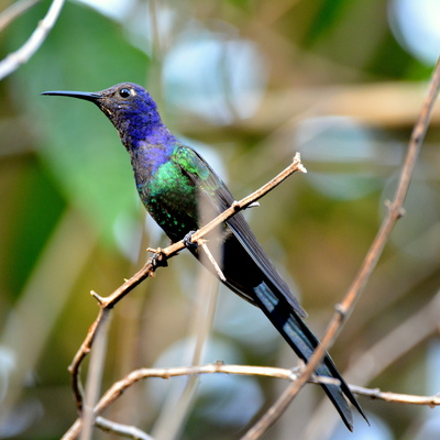 Swallow-Tailed Hummingbird (2)